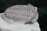 Ohio Eldredgeops Trilobite - Silica Shale #9863-2